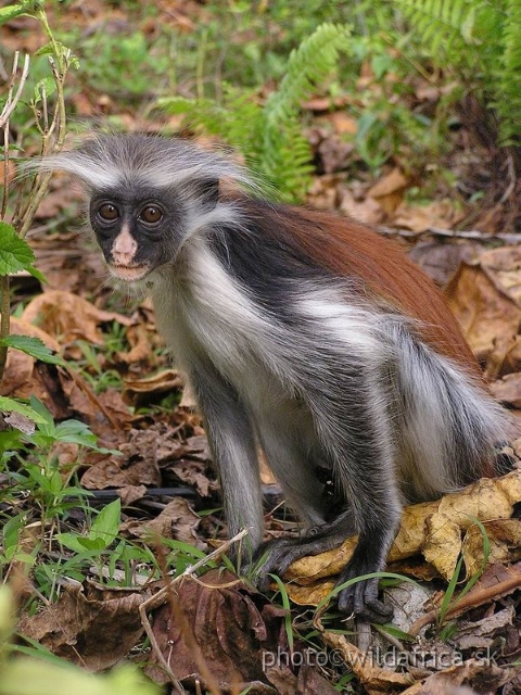 P8300457 x.jpg - Zanzibar Red Colobus Monkey (Piliocolobus kirkii), 2006